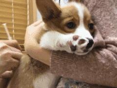 狗狗的一些动作说明狗狗生病了,这5个信号是狗狗生病的标志