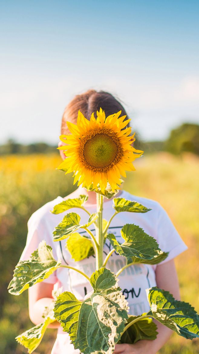 为什么向日葵总是朝着太阳开放,为什么向日葵总是朝着太阳开花