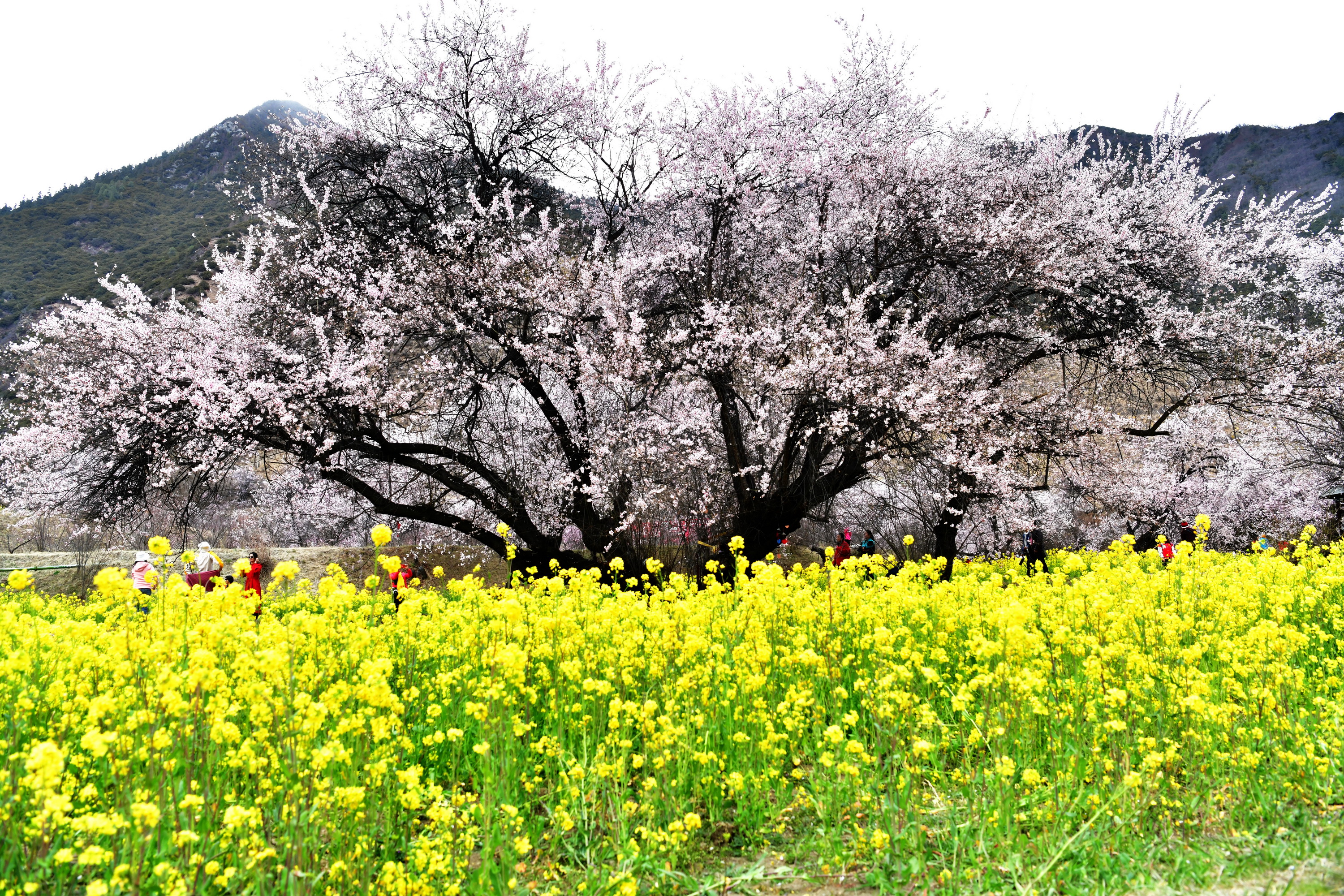 雪域林芝桃花图片 (在雪域江南西藏林芝邂逅漫山桃花)