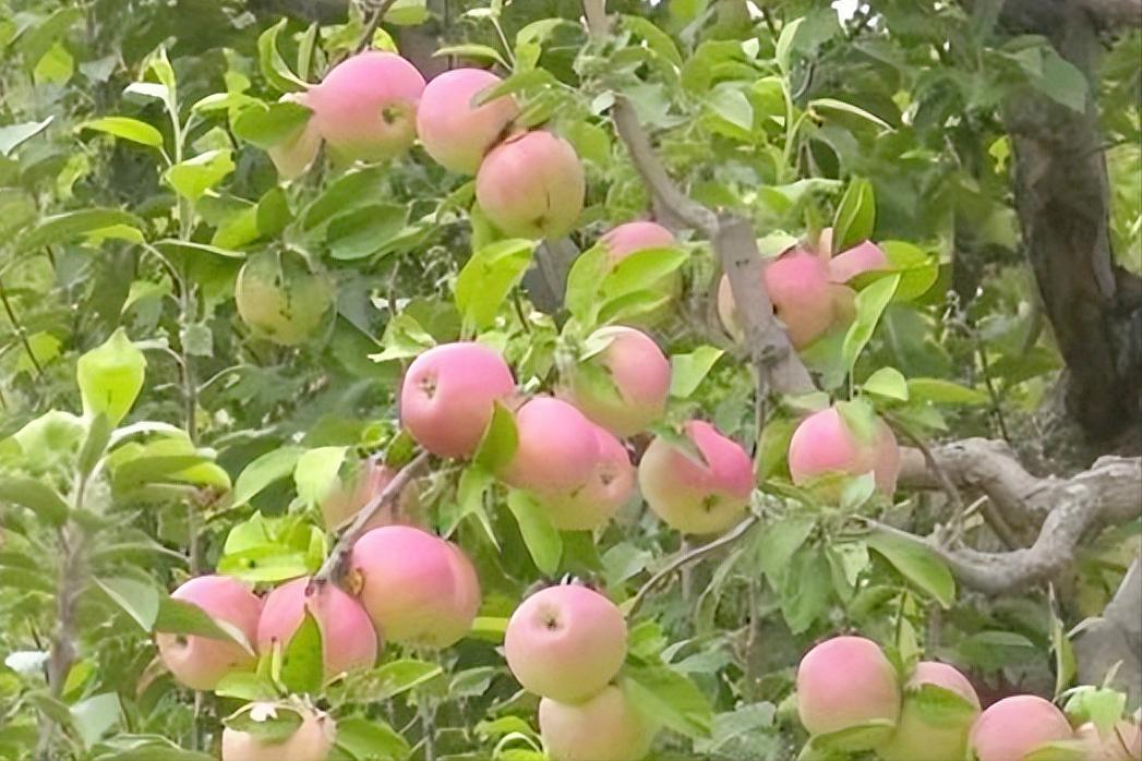 美国人带给我国2个“举世闻名”的水果，为什么有人不承认？