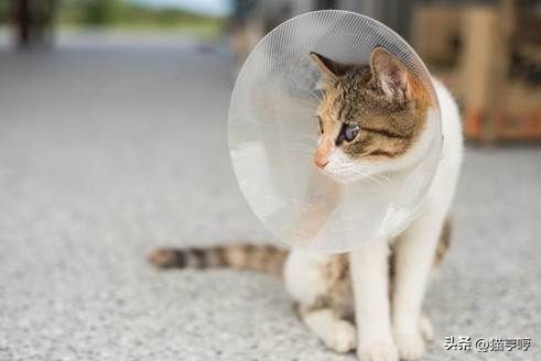 公猫发情怎么办？5种方法缓解症状