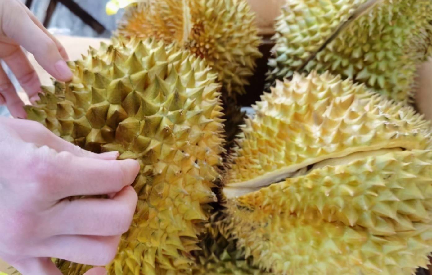 买榴莲如何判断好坏三招教会你,买榴莲学会这6招一挑一个准