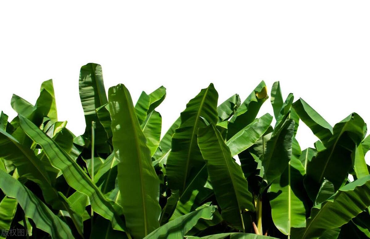 嘉兴蛋黄肉粽的粽叶是什么叶子,一个粽叶包粽子买多宽的叶子