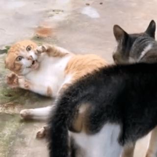 热门微信表情包收藏,微信那些可爱的表情包