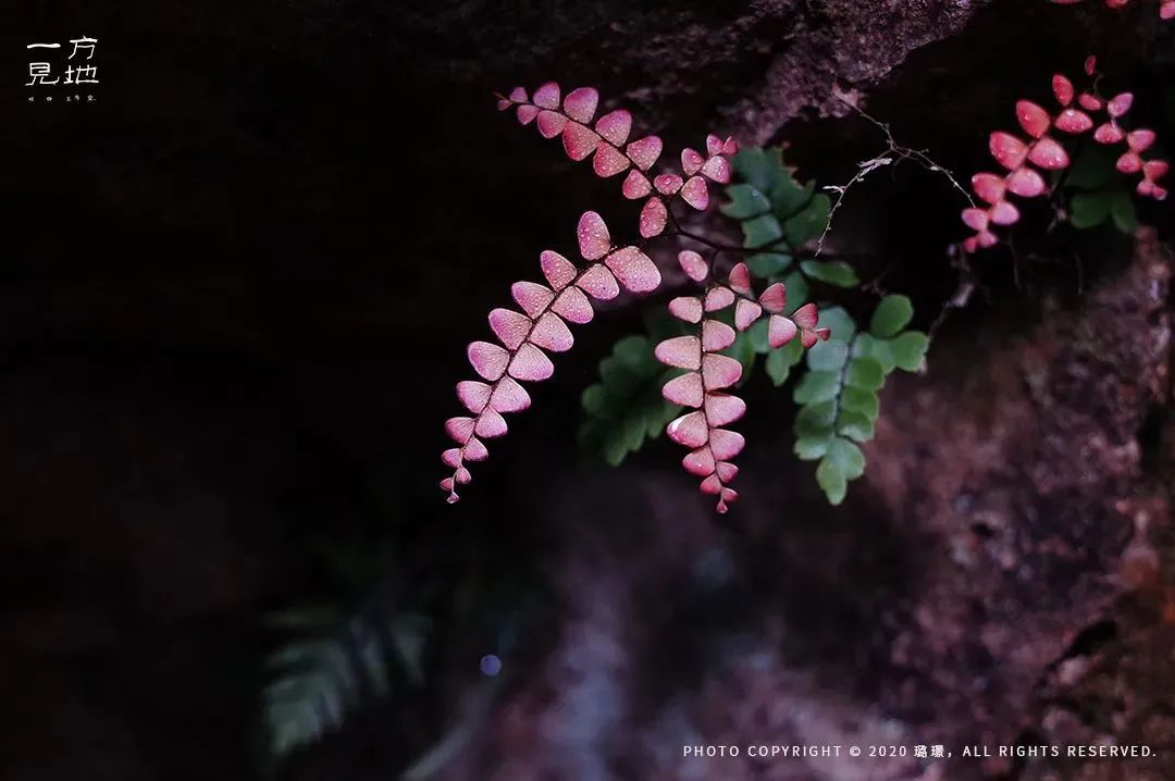 关于顶流如何崛起,曾经的顶流真的过时了吗