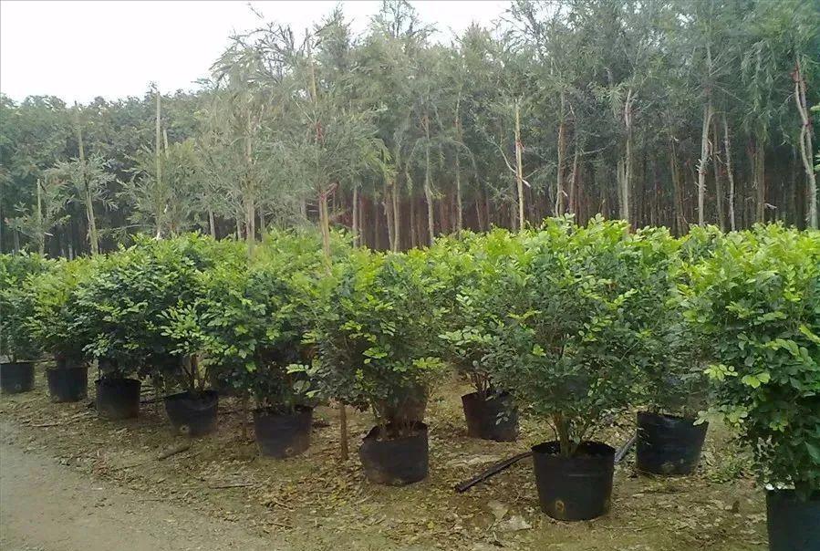 种植技术17问，园林人你知道这些么？