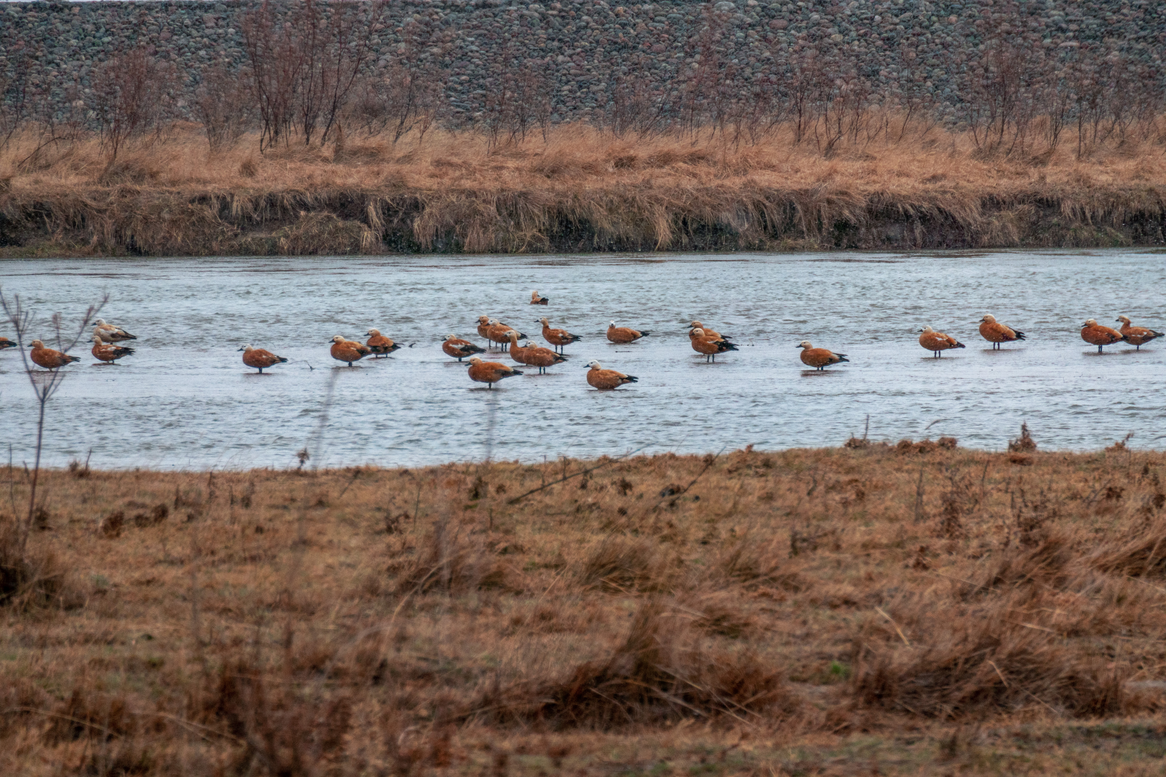 凉州不凉米粮川：人间四月天，行游河西天府之国“银武威”