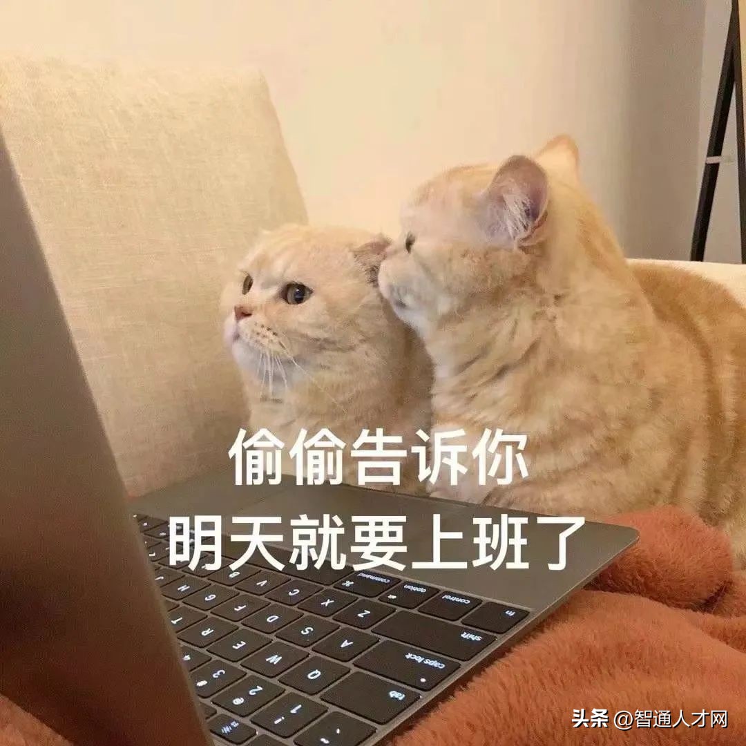 智通人才网上找工作靠谱吗,智通人才网个人求职登录