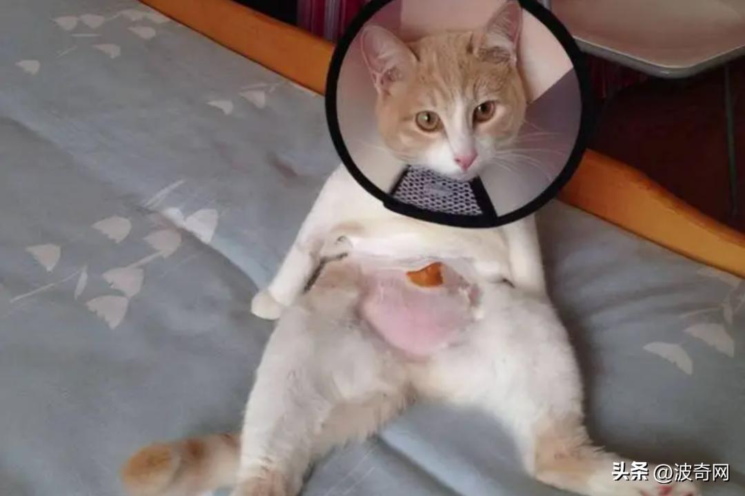 流浪狗吓人视频大全集,母狗没绝育得乳腺肿瘤吗