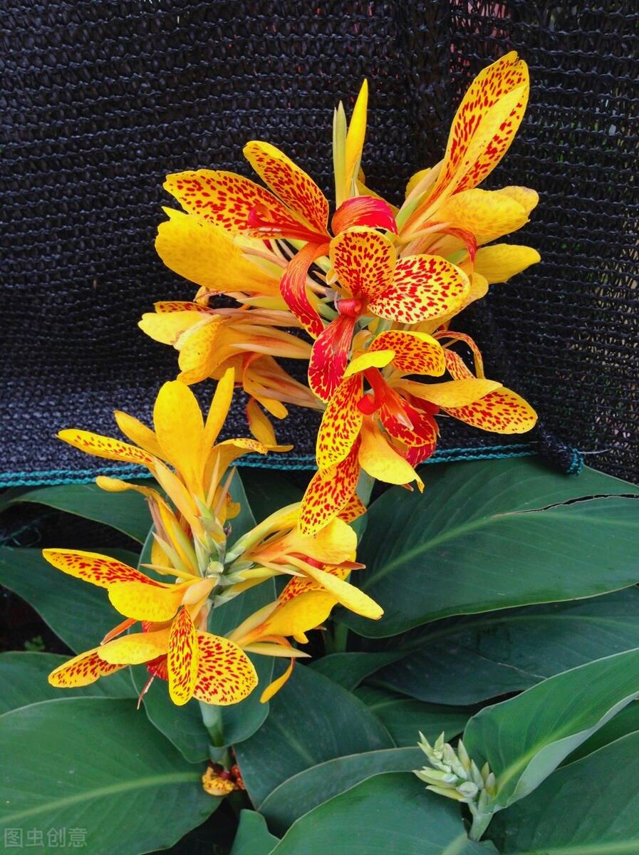 一花一深爱，花海美蓝天，花艳醉*光春**，花笑荡柔情，人间如仙境