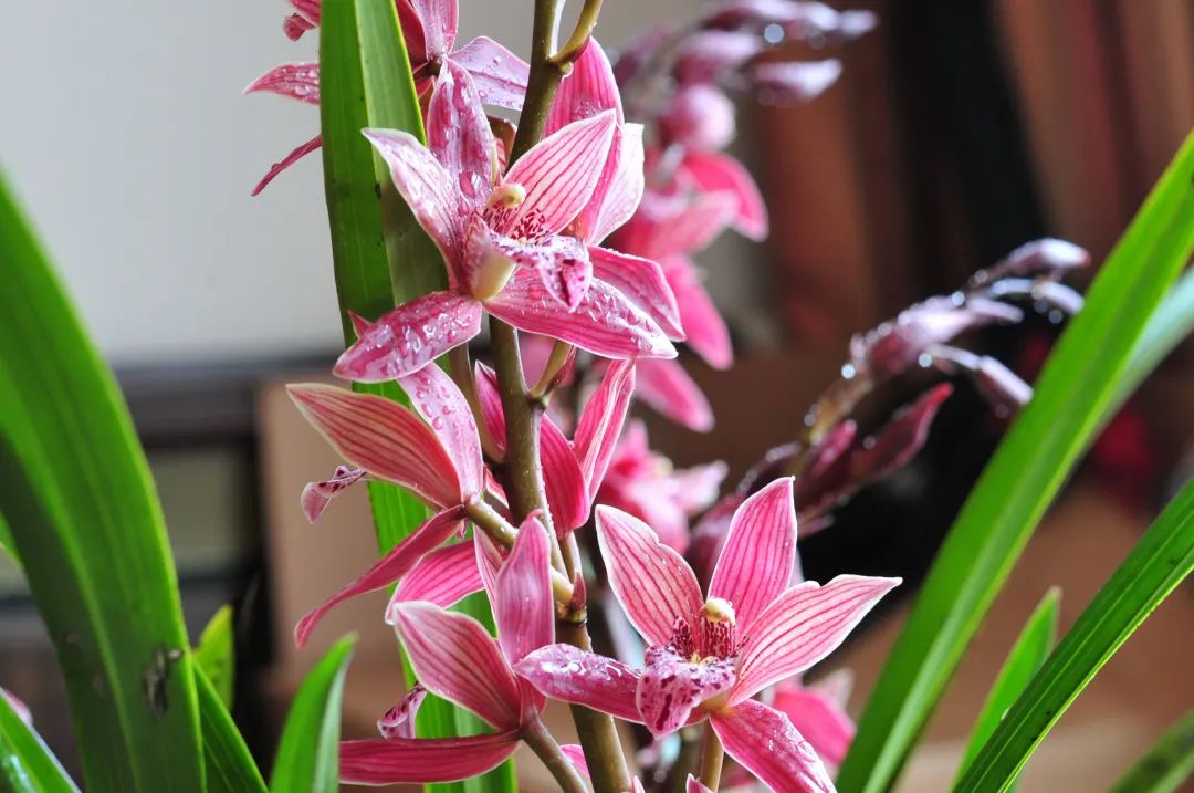 快来看看，兰花的世界真奇妙|壹木星球No.14