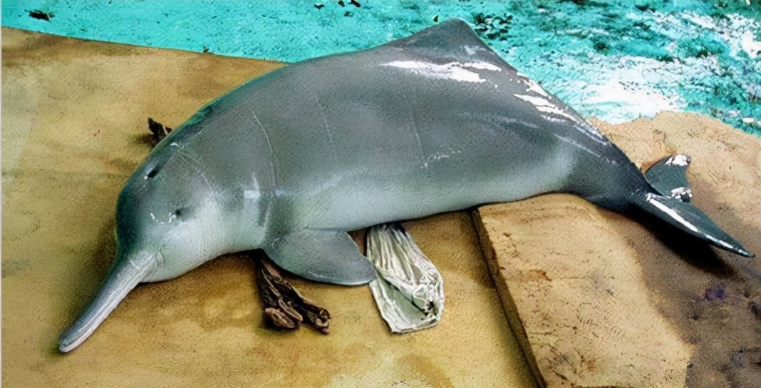 十年禁渔看长江鱼群物种更多样,长江禁渔仅两年就鱼群翻涌