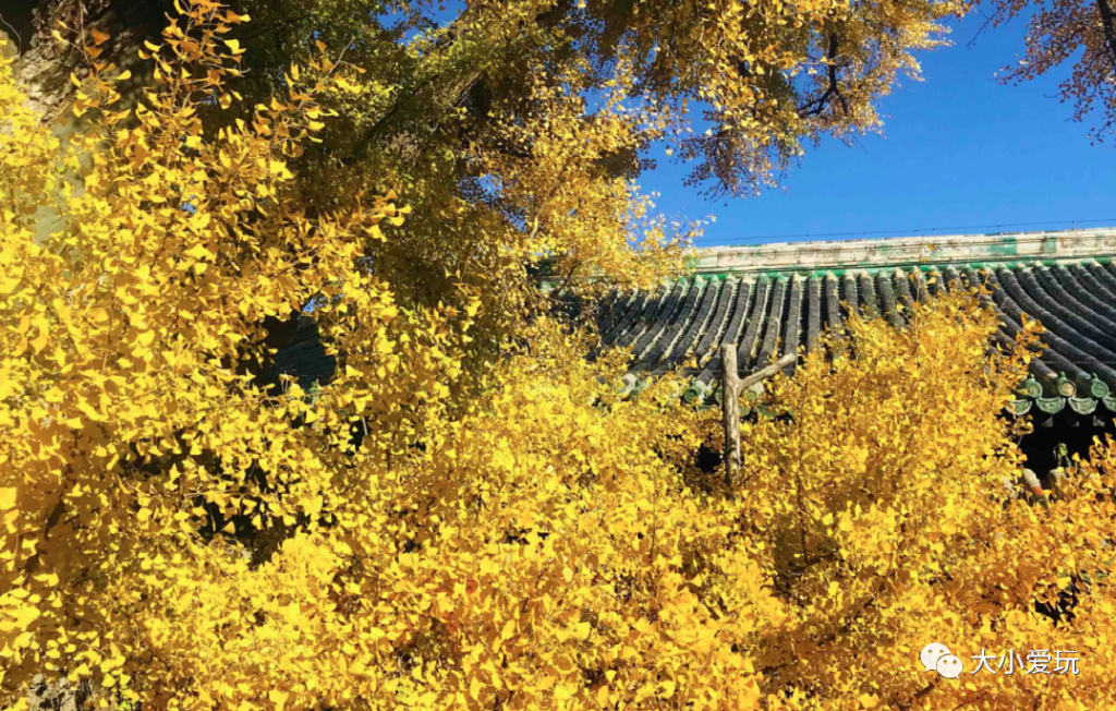 银杏最美的地方,这九个美丽的地方你想去看看吗