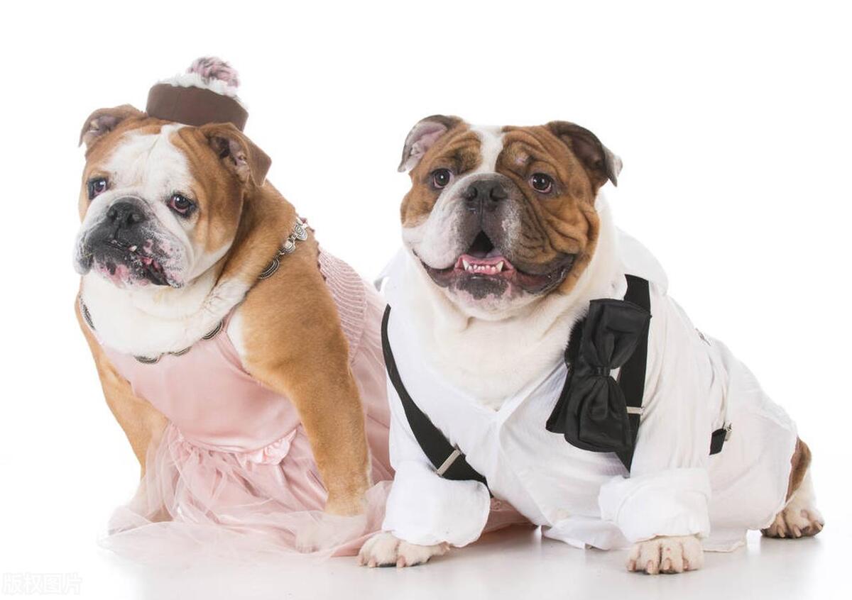 没有养狗经验适合养公狗还是母狗,新手养狗是养公狗好还是养母狗好