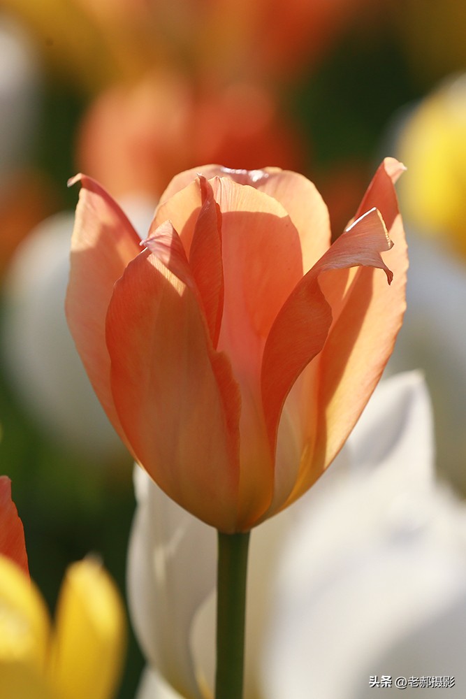 郁金香花唯美,和郁金香一样浪漫的花