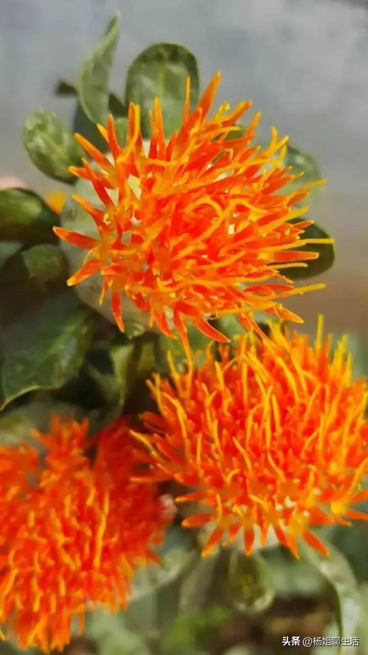 藏红花最便宜多少钱,藏红花最便宜