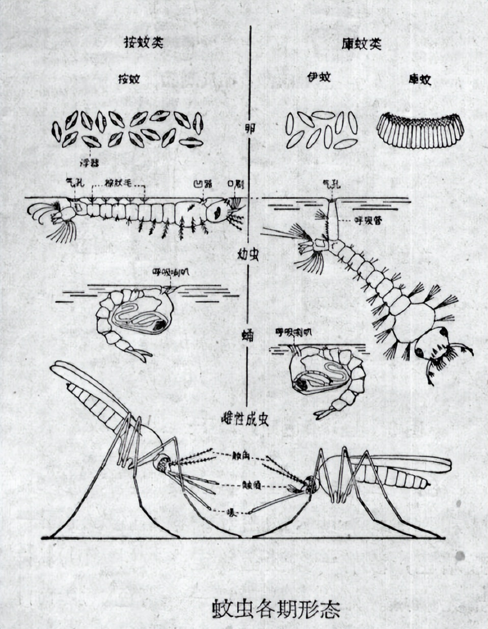 烟台蚊子几月份出现最多,烟台的蚊子有多大