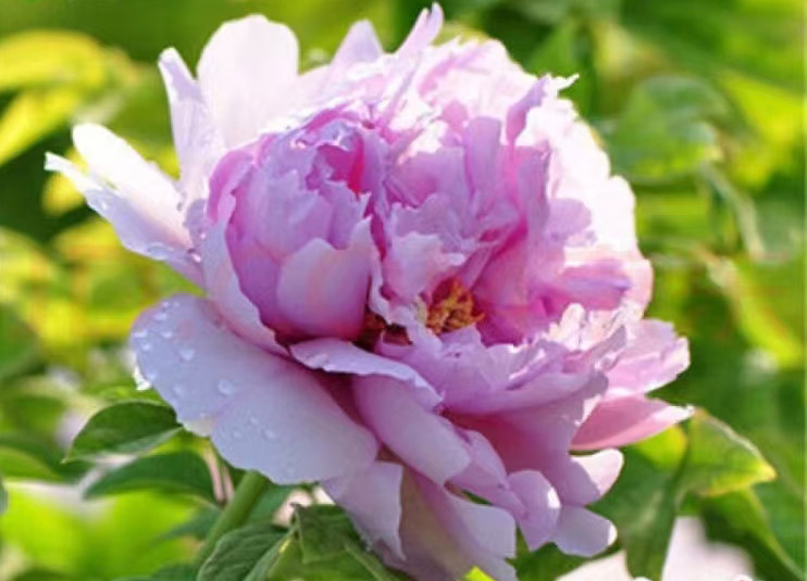 十二首牡丹诗词共赏国色天香,12首最经典的牡丹花诗词