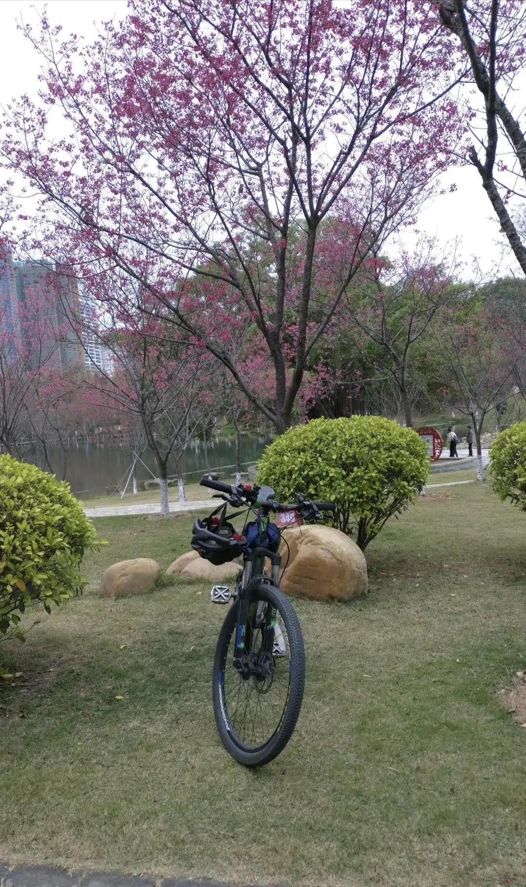 广州创业公园樱花,创业公园樱花花期过了么