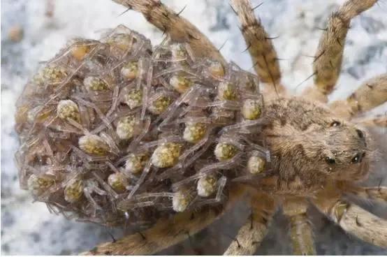 密集恐惧症无法直视的东西,密集恐惧症害怕人群吗