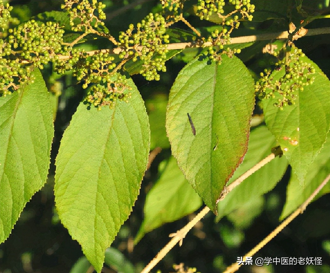 每天学习一味中药石斛,每日一味中药紫珠