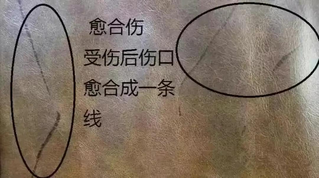 买回家的沙发有伤痕?你买回去的是一头有故事的牛