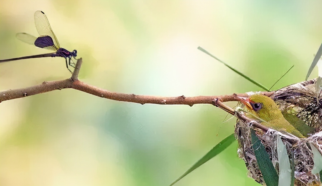 羽色最绚丽的鸟图片,鸟类雨后飞翔照片
