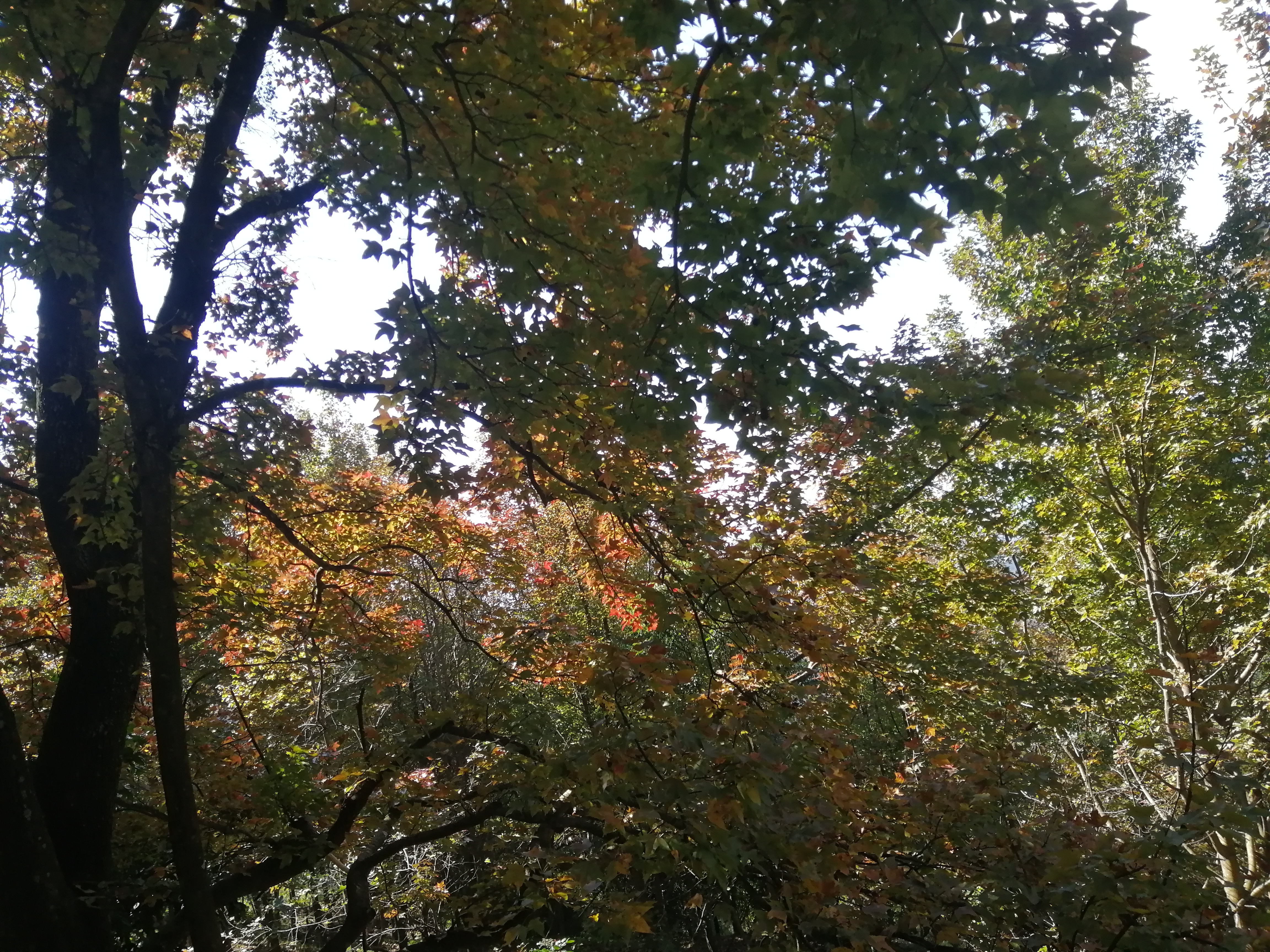 石门森林公园樱花谷交通线路,从化石门公园枫叶