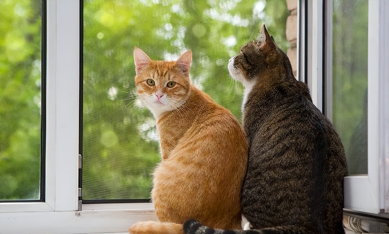 美短猫母猫和公猫的差别,公猫和母猫有什么区别呢