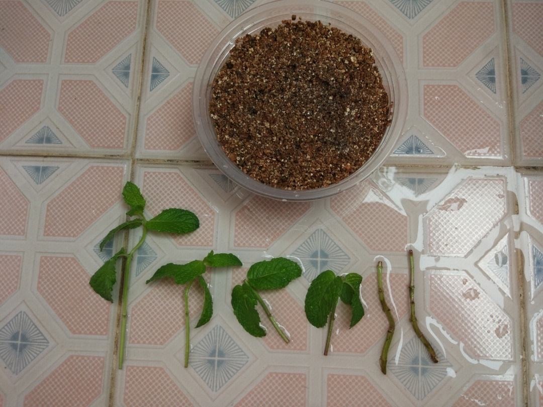 这8种花最旺家只需养一盆,什么花好看18种花又好养