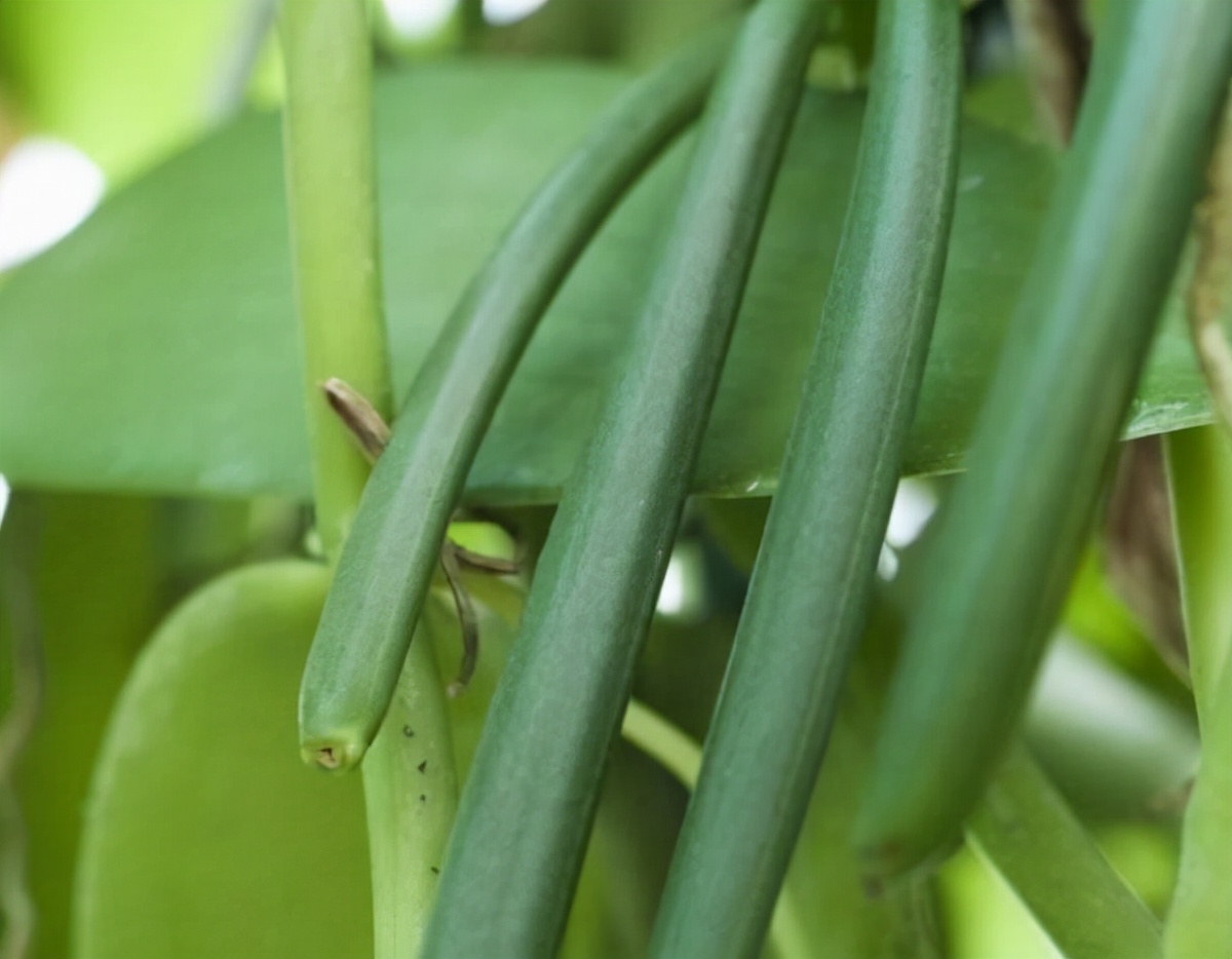 美洲香荚兰,墨西哥香荚兰