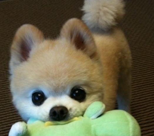 十一个月的博美每顿喂多少克狗粮,博美一天吃多少狗粮