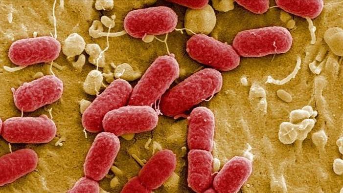 几块钱一瓶甲硝唑能治什么病,甲硝唑一瓶