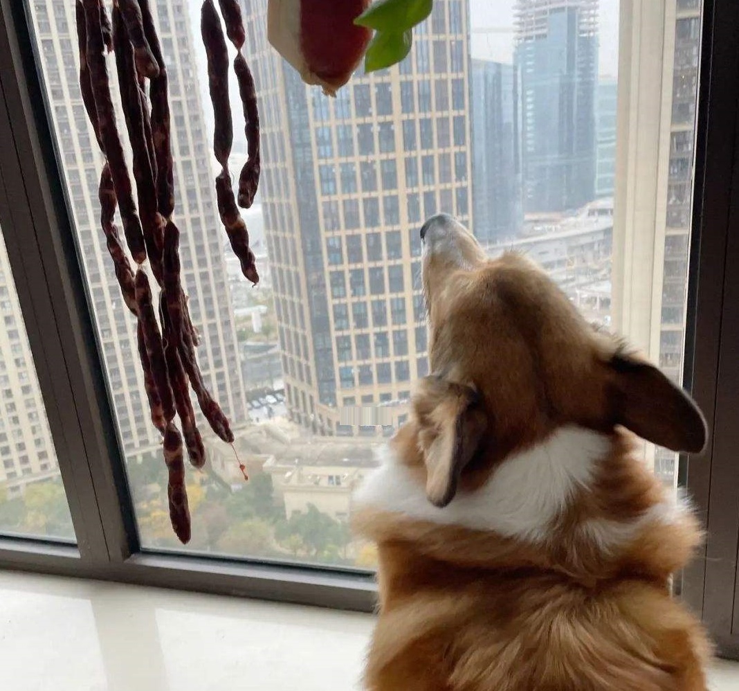 狗吃腊肠会拉肚子吗,狗吃香肠为什么会吐出白沫