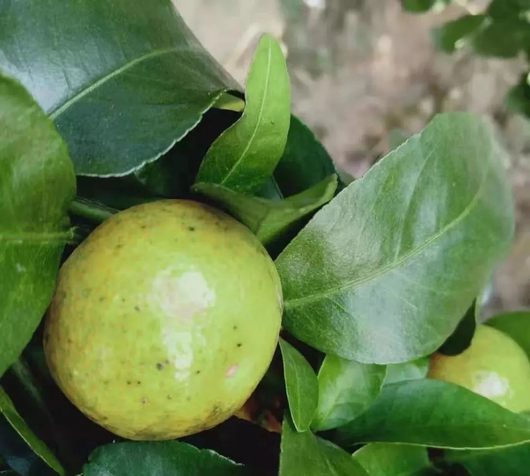 柑橘转色期退糖了怎么办,柑橘转色期间果子软