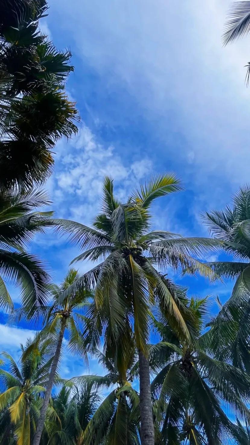 如何取图：搜索美人取图小程序,进入输入口令:952799拿高清原图啦