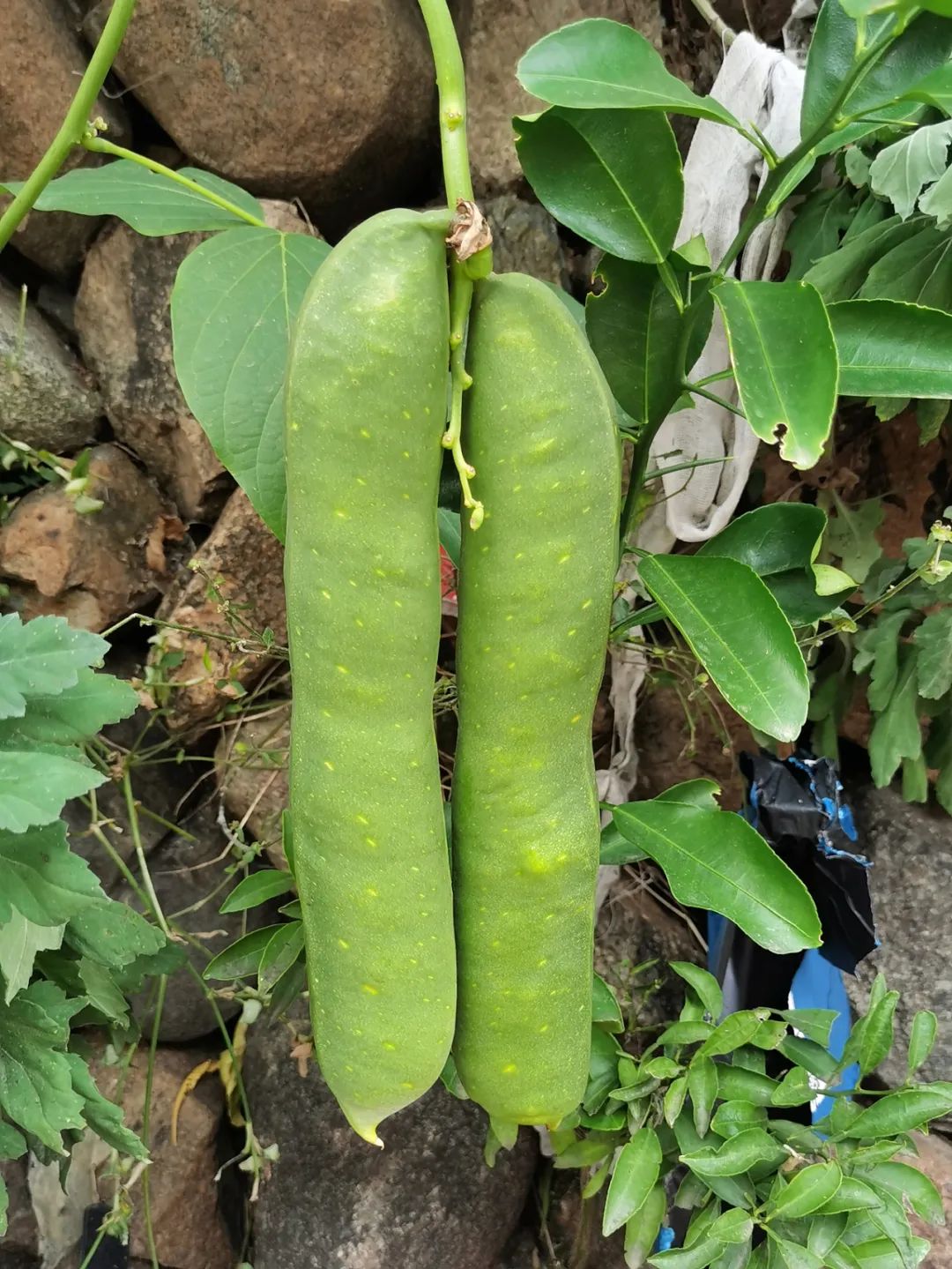 浙西南环游，喜欢龙泉，一座干干净净的山间小城