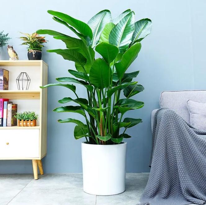 适合养办公桌上的5种盆栽小绿植,什么大盆绿植适合室内养不怕冷