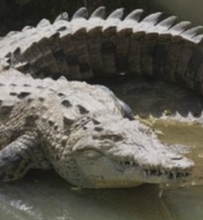 雌性鳄鱼单独繁殖,世界首例雌鳄鱼