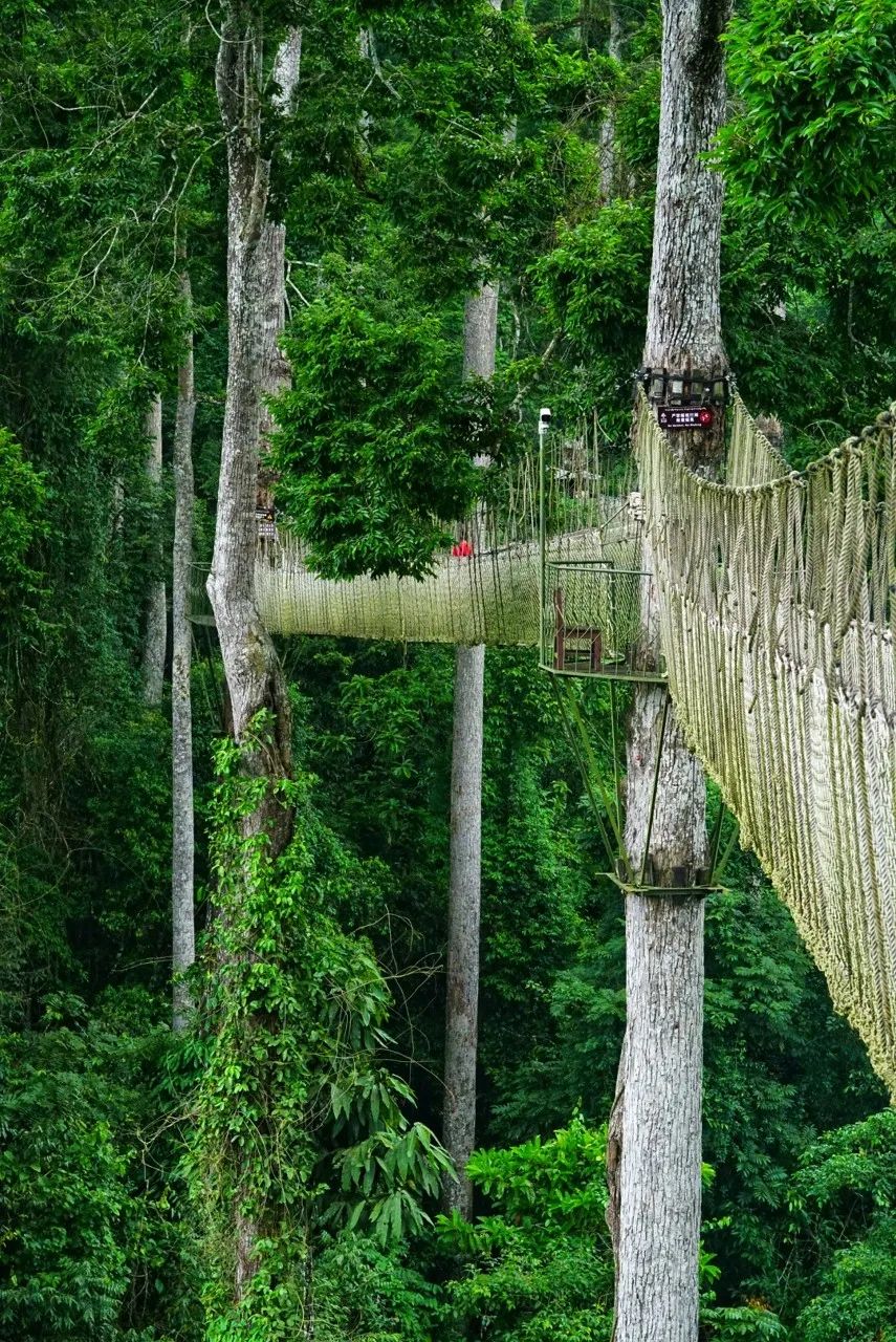 西双版纳体验雨林,吃遍热带水果西双版纳