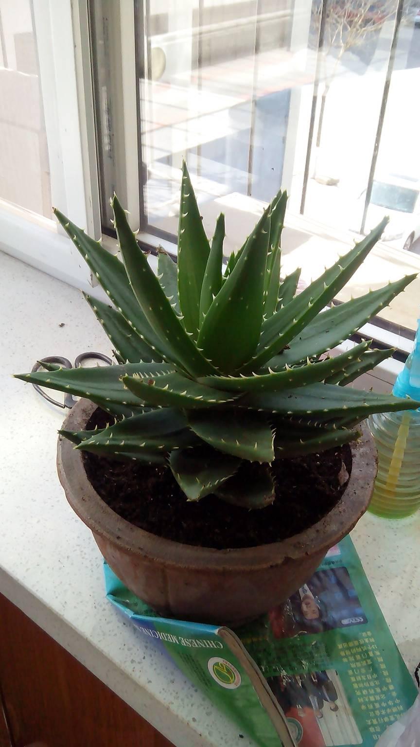 家里栽培好养易活的懒人花,适合懒人养的10种花最好养