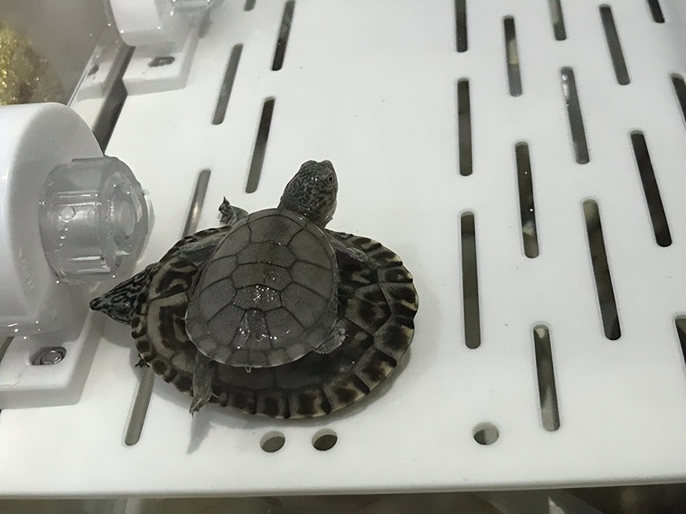 乌龟会吃自己粪便吗,乌龟会吃自己的粪便吗