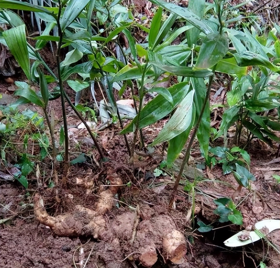 什么植物增收最好养活,农村山里有哪些值钱的植物