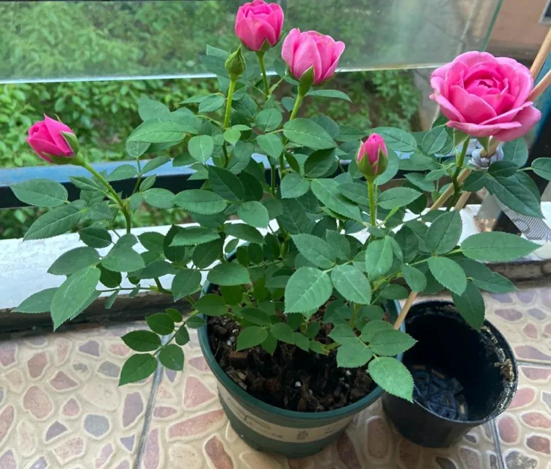 良心商家道出真相，3种月季白送给你都不能要，很多人都被骗了