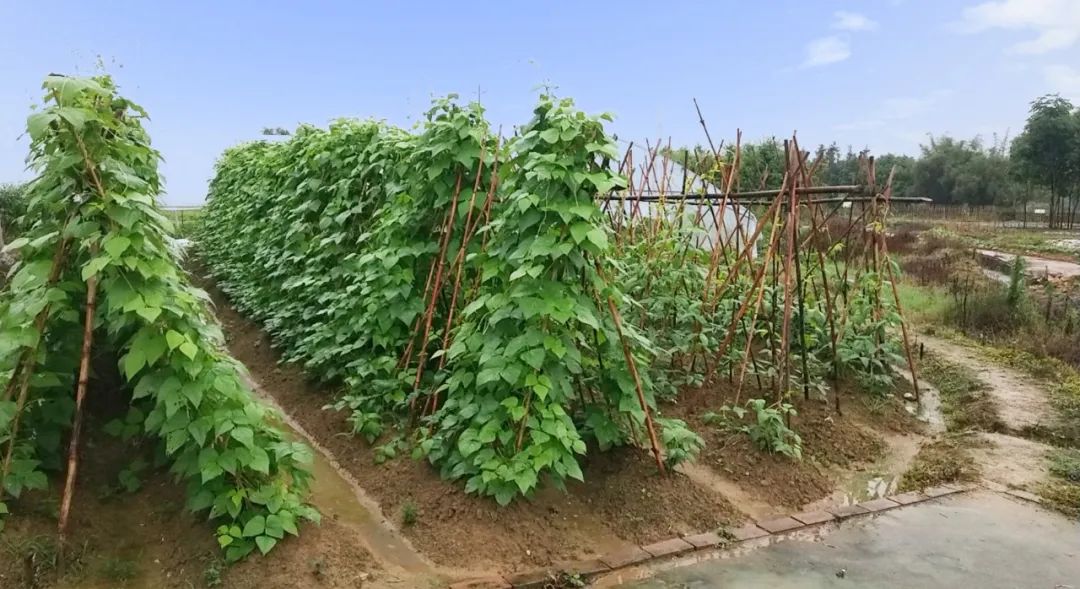 乘着夏日的风，闻到田野的芬芳，一起去到韶关这些“桃源”中『接个地气』吧！