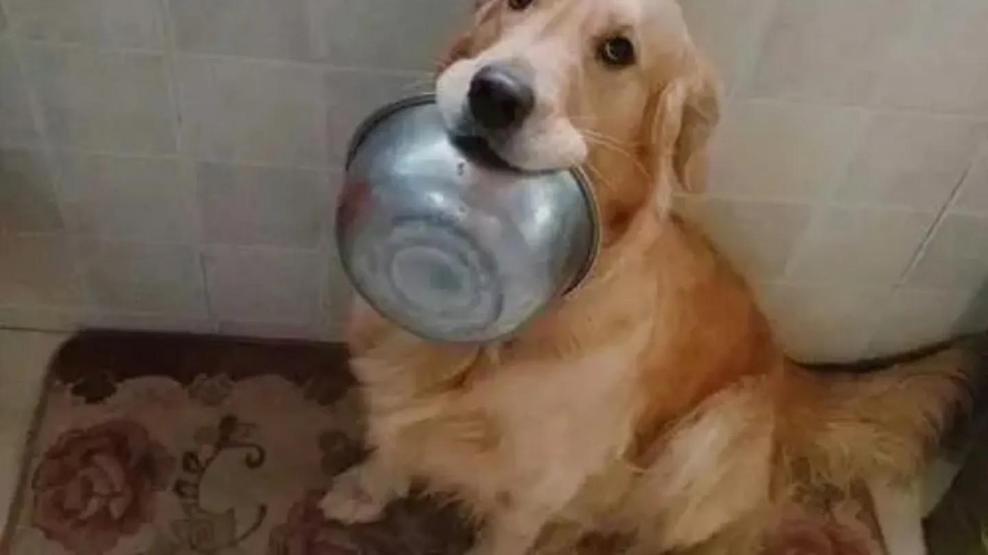 夏天狗狗容易得的疾病,夏天狗狗容易长什么虫