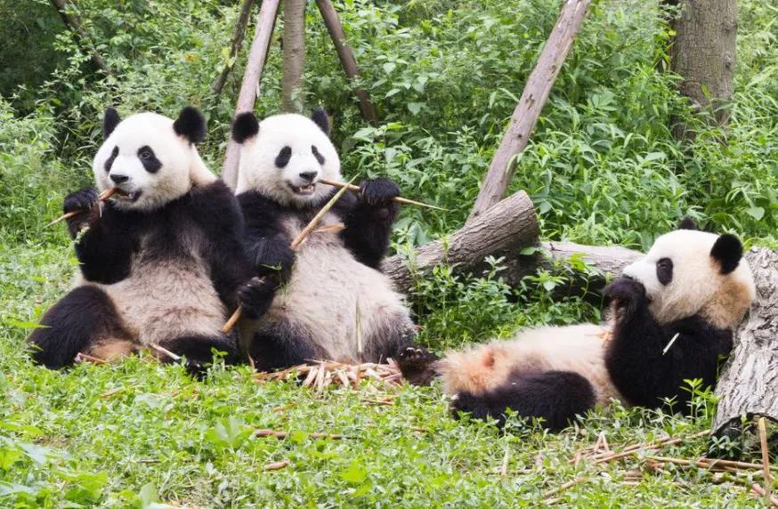 成都成华区熊猫基地在哪儿,成都熊猫基地老城区推荐