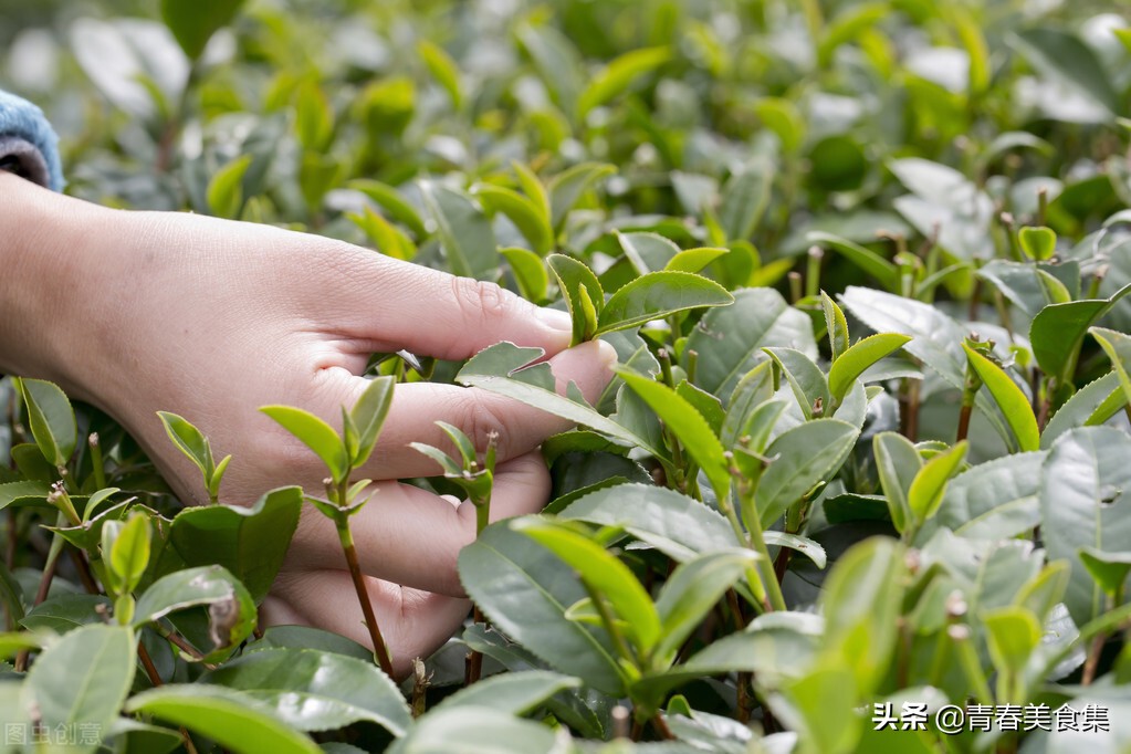 清明节不上坟的传统有哪些,老一辈清明节不能买什么