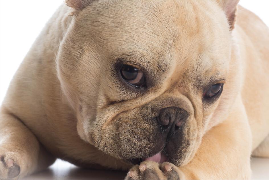 狗狗频繁舔主人怎么回事,狗狗突然到处舔频繁吞咽