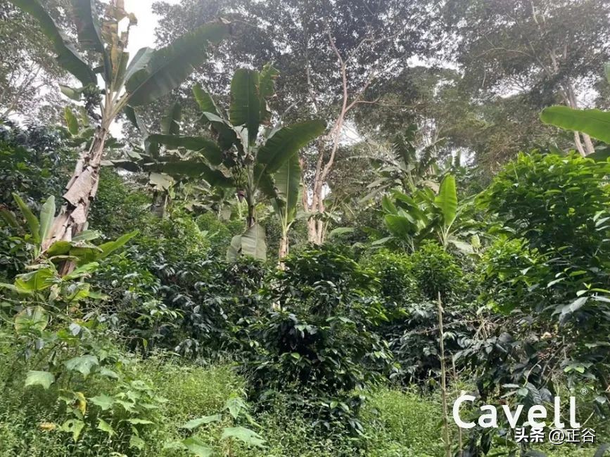 当然，我们还是从味道礼盒讲起